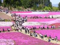 【埼玉県】芝桜のパッチワークが絶景！「羊山公園・芝桜の丘」