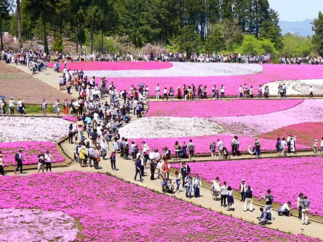 【埼玉県】芝桜のパッチワークが絶景！「羊山公園・芝桜の丘」