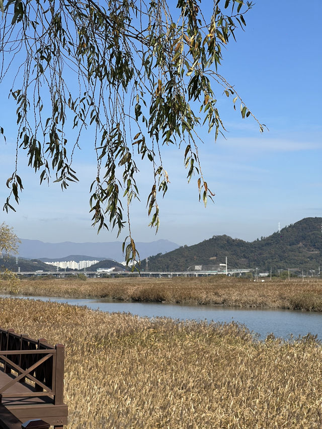 Suncheon Bay Reserve ชุนชอน