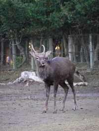 【奈良公園】自然と歴史と鹿に癒される旅🫎