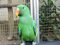 Feathers, Fun, and Nature: Discover the Magic of KL Bird Park