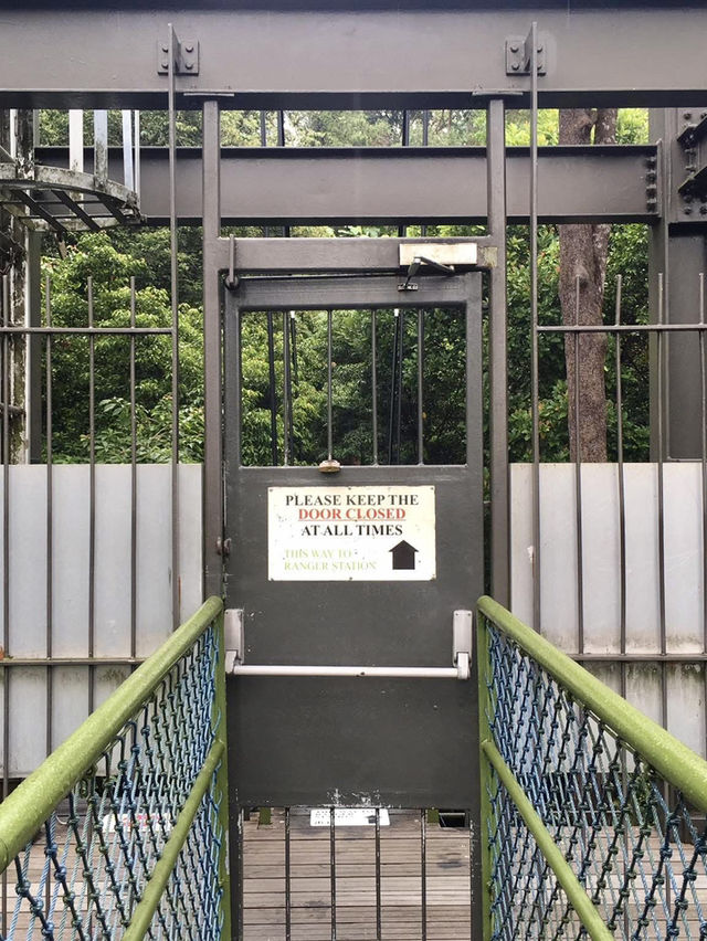 Treetop Walk Singapore: A Breathtaking Hike Above the Rainforest