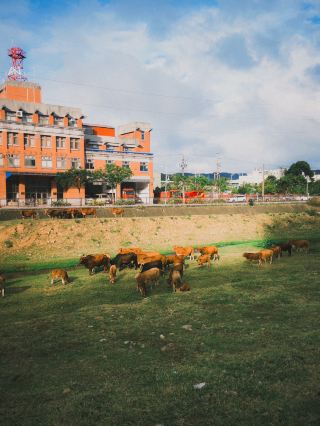 타오위안｜루주, 여유로운 소와의 조우