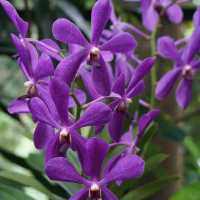 Escape to Nature’s Oasis: A Romantic Stroll Through Singapore's Iconic Gardens