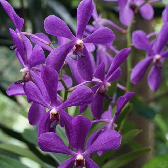Escape to Nature’s Oasis: A Romantic Stroll Through Singapore's Iconic Gardens