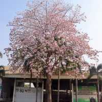 ดอกชมพูพันธุ์ทิพย์ ม.เกษตรฯ กำแพงแสน