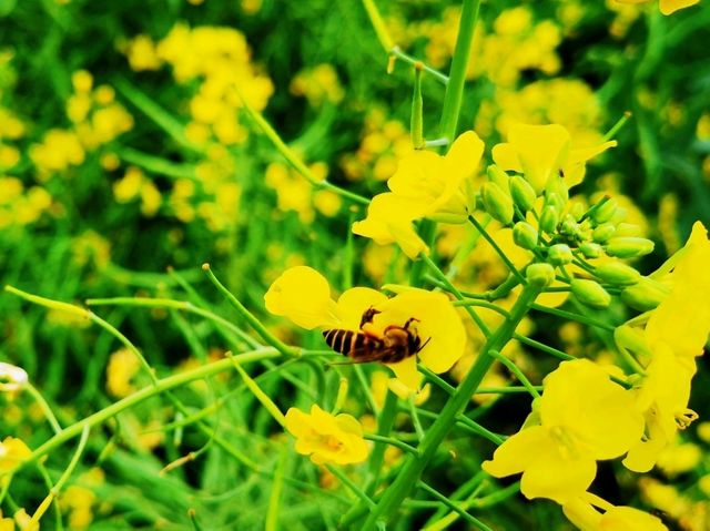 佛山村頭村油菜花肆意綻放