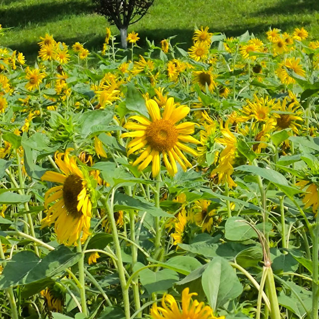 大自然的懷抱 | 樓村濕地公園