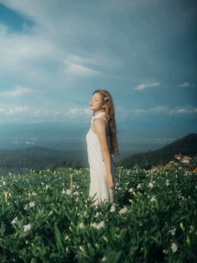 ดอกไม้