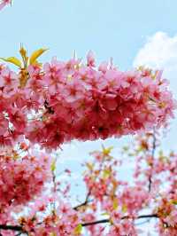 伊豆🌸河津櫻🌸伊豆仙人掌動物園🌸2天遊