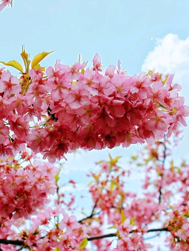 伊豆🌸河津櫻🌸伊豆仙人掌動物園🌸2天遊