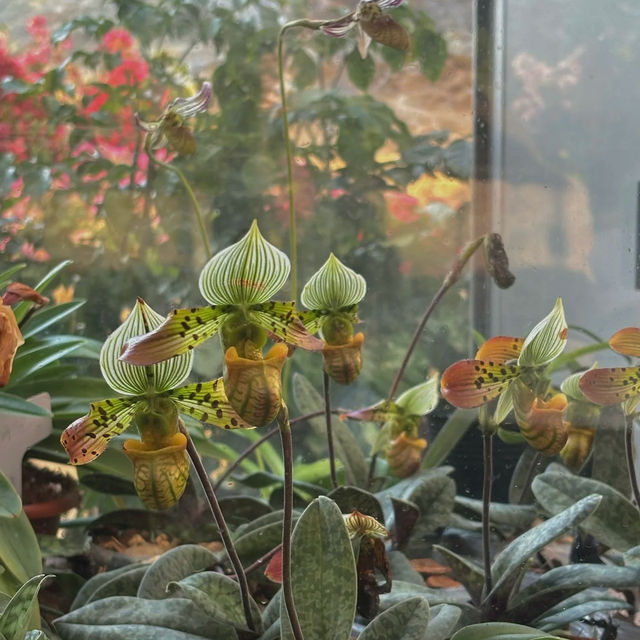 台北植物園 | 藏於綠意中的夢幻