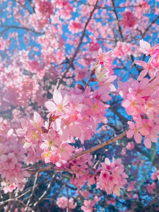 武陵農場櫻花美景