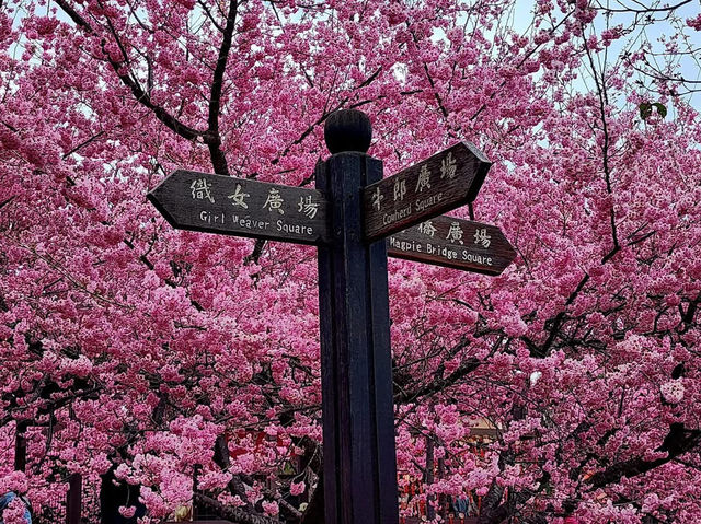 福壽山農場|千櫻園櫻花美景