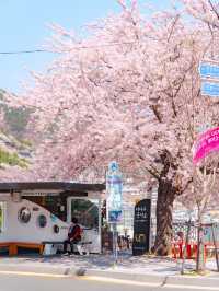 부산을 내려다 볼 수 있는 산복도로의 벚꽃🌸