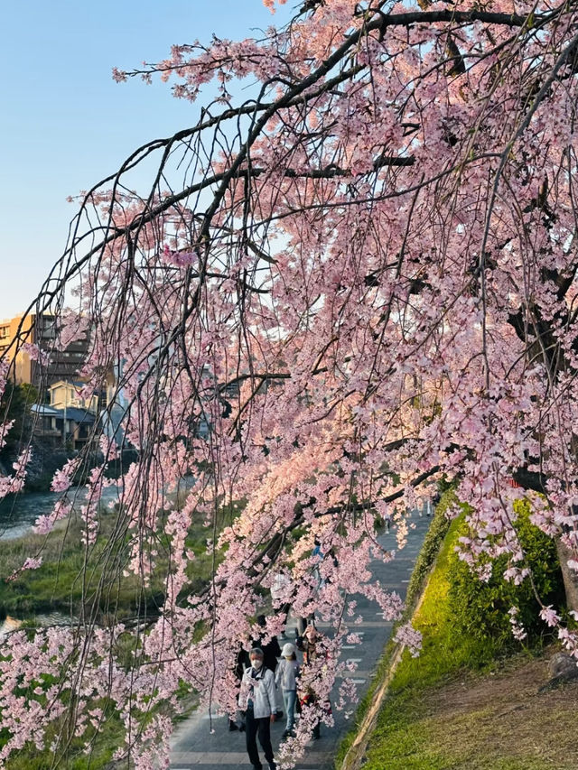 京都鴨川櫻花：古都春日的靜謐之美