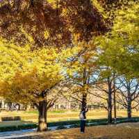 Showa Kinen Park (昭和記念公園)