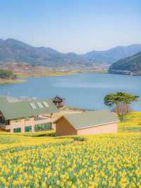 동화같은 수선화 물결이 있는 곳💛