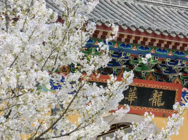 比日本更好看的櫻花🌸武漢賞櫻2025