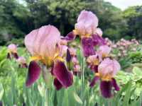 A Tranquil Escape in the Heart of Tokyo: Shinjuku Gyoen