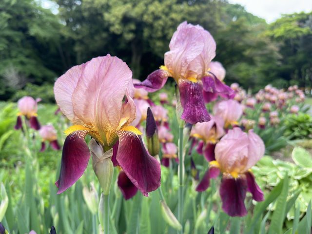 A Tranquil Escape in the Heart of Tokyo: Shinjuku Gyoen