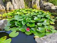 The most relaxable garden- Lingering Garden (LiuYuan Garden)