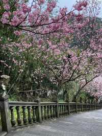 碧山巖櫻花步道賞櫻美景
