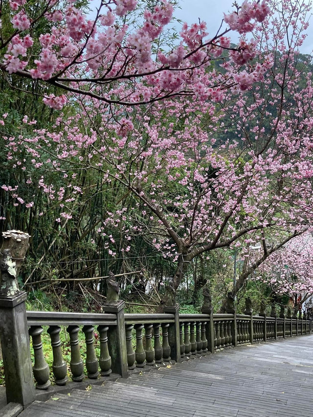 碧山巖櫻花步道賞櫻美景