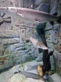 富國島Vinwonders 樂園:越南版的迪士尼