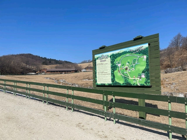 🇰🇷평창 겨울여행 추천⛰️ 대관령 양떼목장💛
