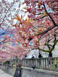 【熱海】河津桜より早い?!🌸お花見でやるべき3つのこと
