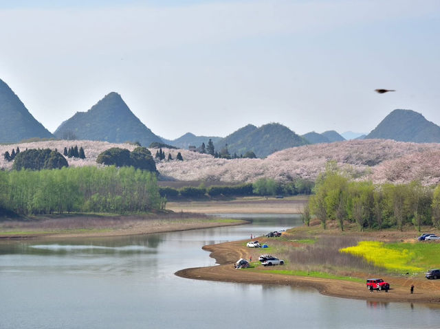 貴安櫻花園賞櫻美景