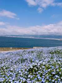 Maishima Nemophila Flower Festival, Japan 🇯🇵
