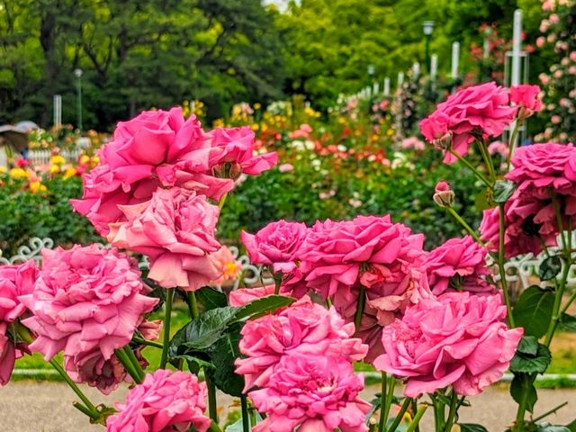 Tsuruma Park (鶴舞公園)