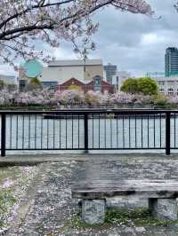 🇯🇵 大阪 | 大阪城公園的櫻吹雪 🌸