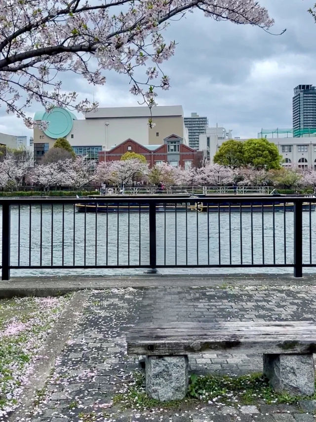 🇯🇵 大阪 | 大阪城公園的櫻吹雪 🌸