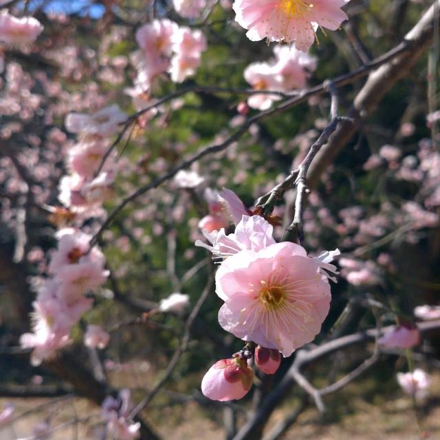 Odaka Ryokuchi Park (大高緑地公園)