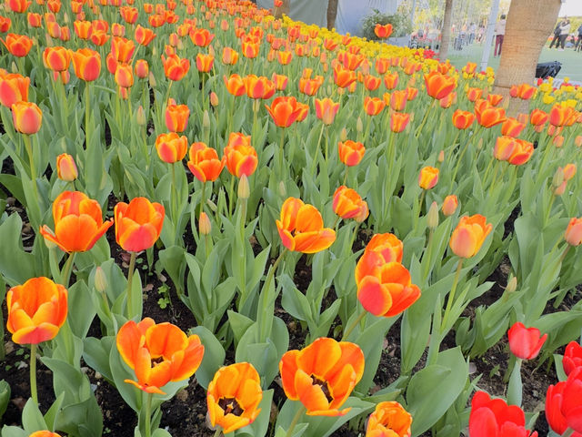 鬱金香花園