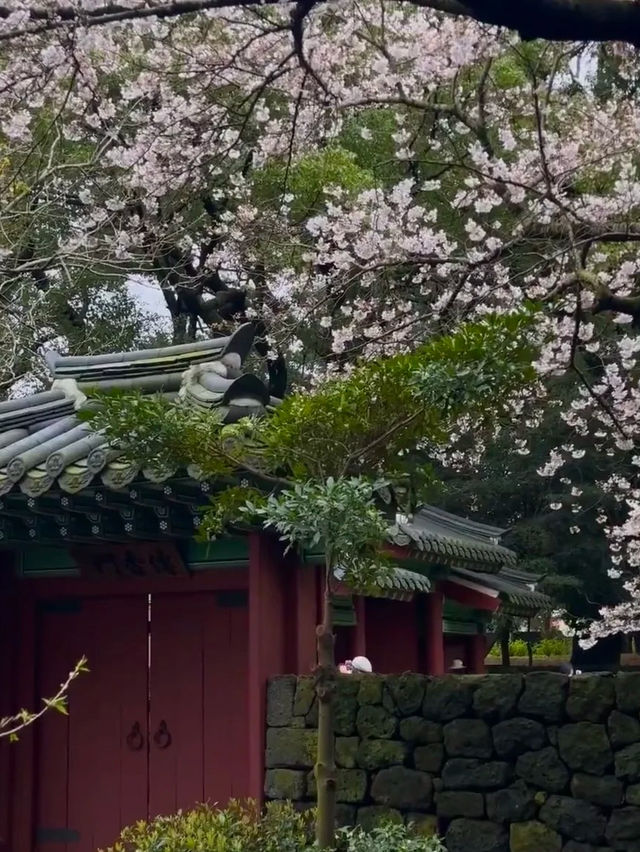 濟州櫻花季：韓國最早綻放的粉色奇蹟 🌸✨ 