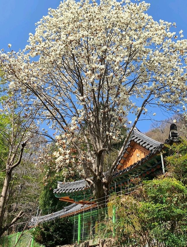 하동 봄꽃 여행 1박 2일 일정