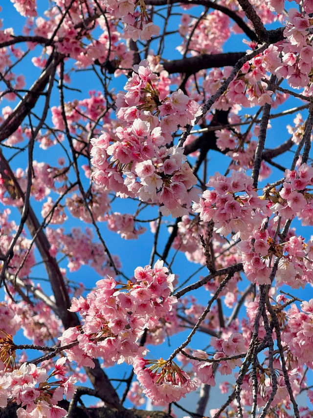 Chasing Sakura at Ueno Park 🌸