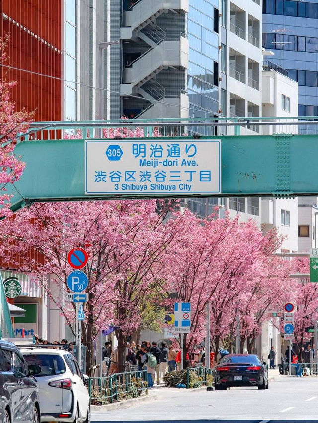 Chasing Sakura at Sakuragaoka in Shibuya