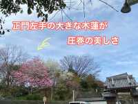 知多の旅　美しい木蓮が見ごろの醒悟院