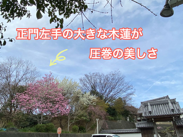 知多の旅　美しい木蓮が見ごろの醒悟院