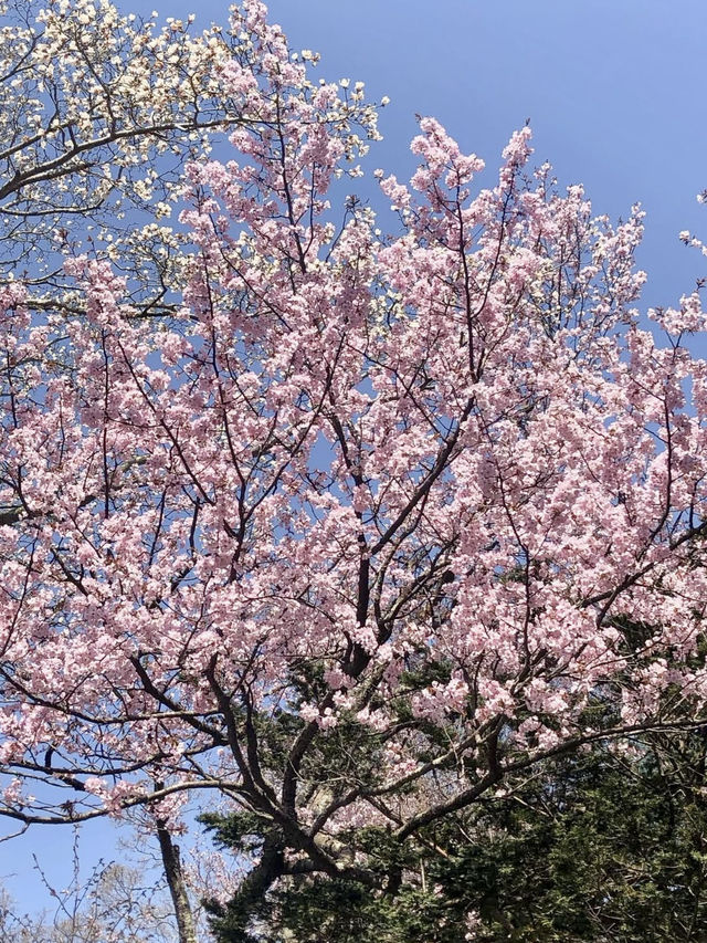 Spring Outing: Chitose Shrine🌸