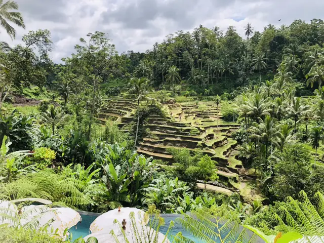 [ Bali ] "Tim Cafe" Overlooking Tegallalang Rice Terraces