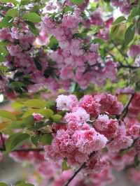 A Serendipitous Spring in Shuhe: Cherry Blossoms and Wisteria