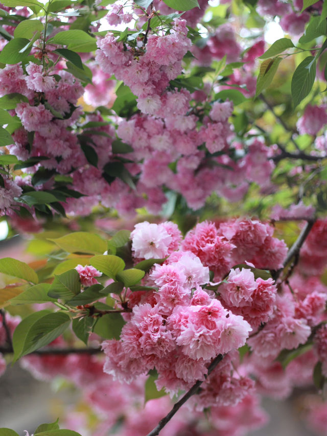 A Serendipitous Spring in Shuhe: Cherry Blossoms and Wisteria