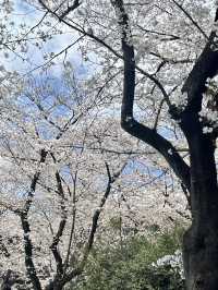 요요기공원 꽃놀이🌸🧺