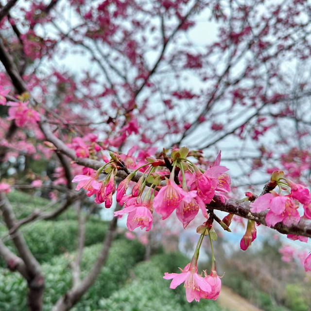 武陵農場·櫻花仙境